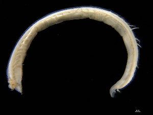 (Ophelina acuminata - UMBergen_NB_opheli90)  @14 [ ] CreativeCommons - Attribution Non-Commercial Share-Alike (2013) Unspecified University of Bergen, Natural History Collections