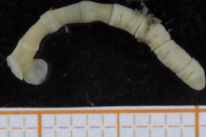  ( - UMBergen_NB_polych111)  @11 [ ] Unspecified (default): All Rights Reserved (2014) Unspecified Unspecified