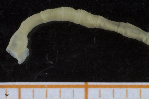  ( - UMBergen_NB_polych115)  @11 [ ] Unspecified (default): All Rights Reserved (2014) Unspecified Unspecified