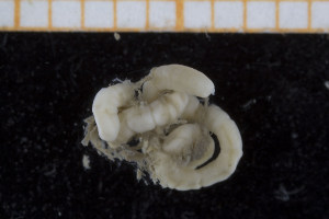  ( - UMBergen_NB_polych16)  @12 [ ] CreativeCommons - Attribution Non-Commercial Share-Alike (2013) Unspecified University of Bergen, Natural History Collections