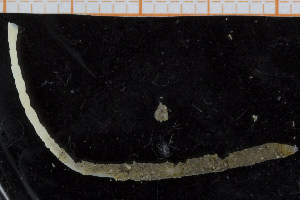  ( - UMBergen_NB_polych295)  @12 [ ] CreativeCommons - Attribution Non-Commercial Share-Alike (2014) University of Bergen University of Bergen, Natural History Collections