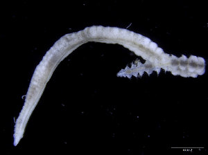  (Chaetozone sp. A - UMBergen_NB_polych324)  @11 [ ] CreativeCommons - Attribution Non-Commercial Share-Alike (2014) University of Bergen, Norway University of Bergen, Natural History Collections