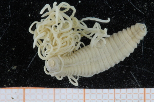  (Cirratulus sp - UMBergen_NB_polych422)  @11 [ ] CreativeCommons - Attribution Non-Commercial Share-Alike (2014) University of Bergen, Norway Natural History Collections, University of Bergen