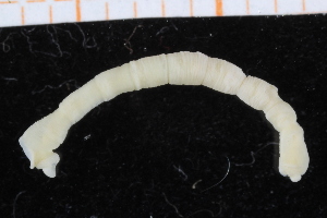  ( - UMBergen_NB_polych434)  @12 [ ] CreativeCommons - Attribution Non-Commercial Share-Alike (2014) University of Bergen, Norway Natural History Collections, University of Bergen