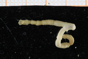  ( - UMBergen_NB_polych436)  @11 [ ] CreativeCommons - Attribution Non-Commercial Share-Alike (2014) University of Bergen, Norway Natural History Collections, University of Bergen