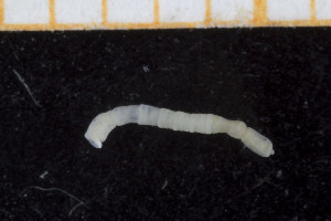  ( - UMBergen_NB_polych75)  @11 [ ] CreativeCommons - Attribution Non-Commercial Share-Alike (2013) Unspecified University of Bergen, Natural History Collections