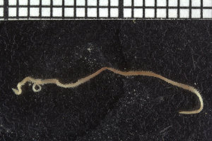  ( - ZMBN_104619)  @11 [ ] CreativeCommons - Attribution Non-Commercial Share-Alike (2015) UoB, Norway University of Bergen, Natural History Collections