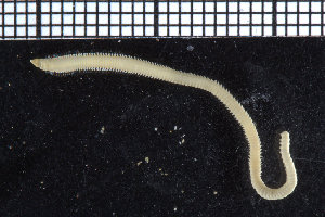  ( - ZMBN_104734)  @11 [ ] CreativeCommons - Attribution Non-Commercial Share-Alike (2015) UoB, Norway University of Bergen, Natural History Collections