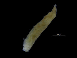  (Ampharete undecima - ZMBN_104769)  @11 [ ] CreativeCommons - Attribution Non-Commercial Share-Alike (2015) UoB, Norway University of Bergen, Natural History Collections