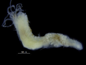  ( - ZMBN_104774)  @11 [ ] CreativeCommons - Attribution Non-Commercial Share-Alike (2015) UoB, Norway University of Bergen, Natural History Collections