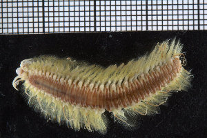  ( - ZMBN_104776)  @11 [ ] CreativeCommons - Attribution Non-Commercial Share-Alike (2015) UoB, Norway University of Bergen, Natural History Collections