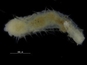  ( - ZMBN_104785)  @11 [ ] CreativeCommons - Attribution Non-Commercial Share-Alike (2015) UoB, Norway University of Bergen, Natural History Collections
