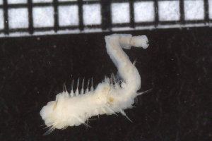  ( - ZMBN_104798)  @11 [ ] CreativeCommons - Attribution Non-Commercial Share-Alike (2015) UoB, Norway University of Bergen, Natural History Collections