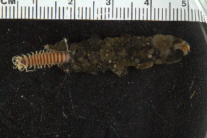  ( - ZMBN_106266)  @11 [ ] CreativeCommons - Attribution Non-Commercial Share-Alike (2016) UoB University of Bergen, Natural History Collections
