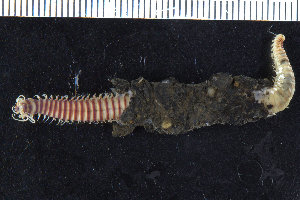  ( - ZMBN_106270)  @11 [ ] CreativeCommons - Attribution Non-Commercial Share-Alike (2016) UoB University of Bergen, Natural History Collections