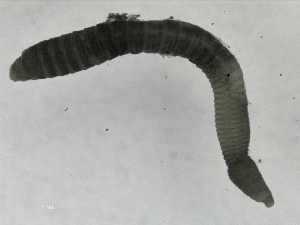  ( - ZMBN_108091)  @11 [ ] CreativeCommons - Attribution Non-Commercial Share-Alike (2018) University of Bergen Natural History Collections