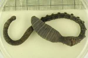  ( - ZMBN_114328)  @11 [ ] CreativeCommons - Attribution Non-Commercial Share-Alike (2017) University of Bergen Natural History Collections