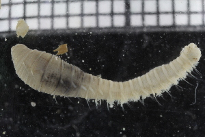  ( - ZMBN_114329)  @11 [ ] CreativeCommons - Attribution Non-Commercial Share-Alike (2017) University of Bergen Natural History Collections