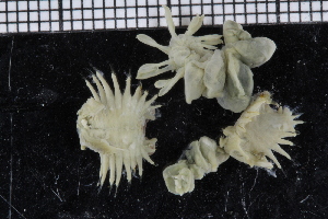  ( - ZMBN_114331)  @11 [ ] CreativeCommons - Attribution Non-Commercial Share-Alike (2017) University of Bergen Natural History Collections