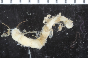  (Trichobranchus glacialis - ZMBN_116122)  @11 [ ] CreativeCommons - Attribution Non-Commercial Share-Alike (2017) University of Bergen Natural History Collections
