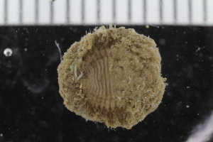  ( - ZMBN_116128)  @11 [ ] CreativeCommons - Attribution Non-Commercial Share-Alike (2017) University of Bergen Natural History Collections