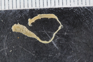  ( - ZMBN_117596)  @11 [ ] CreativeCommons - Attribution Non-Commercial Share-Alike (2017) University of Bergen Natural History Collections