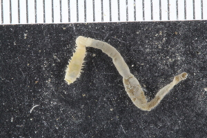  ( - ZMBN_117810)  @11 [ ] CreativeCommons - Attribution Non-Commercial Share-Alike (2017) University of Bergen Natural History Collections
