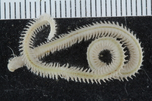  ( - ZMBN_117811)  @11 [ ] CreativeCommons - Attribution Non-Commercial Share-Alike (2017) University of Bergen Natural History Collections