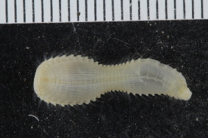  ( - ZMBN_117841)  @11 [ ] CreativeCommons - Attribution Non-Commercial Share-Alike (2017) University of Bergen Natural History Collections