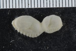  (Polyphysia sp. JAK-A - ZMBN_117847)  @11 [ ] CreativeCommons - Attribution Non-Commercial Share-Alike (2017) University of Bergen Natural History Collections