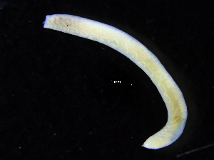  (Ophelina sp. JAK-D - ZMBN_117855)  @11 [ ] CreativeCommons - Attribution Non-Commercial Share-Alike (2017) University of Bergen Natural History Collections