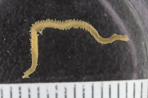  ( - ZMBN_117873)  @11 [ ] CreativeCommons - Attribution Non-Commercial Share-Alike (2017) University of Bergen Natural History Collections
