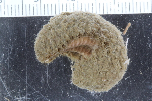  ( - ZMBN_120374)  @11 [ ] CreativeCommons - Attribution Non-Commercial Share-Alike (2017) University of Bergen Natural History Collections