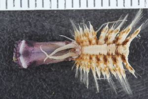  (Bylgides acutisetis - ZMBN_120508)  @11 [ ] CreativeCommons - Attribution Non-Commercial Share-Alike (2018) University of Bergen Natural History Collections