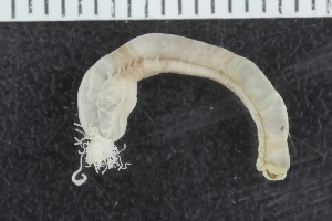  ( - ZMBN_120511)  @11 [ ] CreativeCommons - Attribution Non-Commercial Share-Alike (2018) University of Bergen Natural History Collections