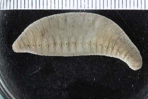  (Brada cf. strelzovi - ZMBN_123788)  @11 [ ] CreativeCommons - Attribution Non-Commercial Share-Alike (2018) University of Bergen Natural History Collections