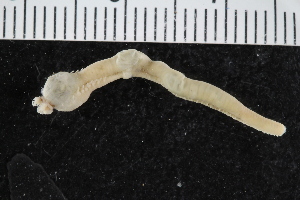  ( - ZMBN_125356)  @11 [ ] CreativeCommons - Attribution Non-Commercial Share-Alike (2018) University of Bergen Natural History Collections