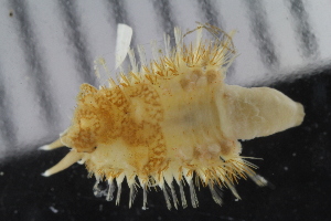  ( - ZMBN_125374)  @11 [ ] CreativeCommons - Attribution Non-Commercial Share-Alike (2018) University of Bergen Natural History Collections
