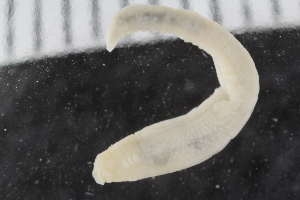  ( - ZMBN_125392)  @11 [ ] CreativeCommons - Attribution Non-Commercial Share-Alike (2018) University of Bergen Natural History Collections