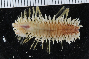  ( - ZMBN_125394)  @11 [ ] CreativeCommons - Attribution Non-Commercial Share-Alike (2018) University of Bergen Natural History Collections