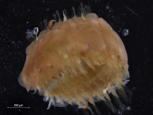 ( - ZMBN_125426)  @11 [ ] CreativeCommons - Attribution Non-Commercial Share-Alike (2018) University of Bergen Natural History Collections