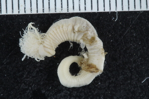  ( - ZMBN_126063)  @11 [ ] CreativeCommons - Attribution Non-Commercial Share-Alike (2018) University of Bergen Natural History Collections