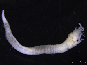  ( - ZMBN_126127)  @11 [ ] CreativeCommons - Attribution Non-Commercial Share-Alike (2018) University of Bergen Natural History Collections