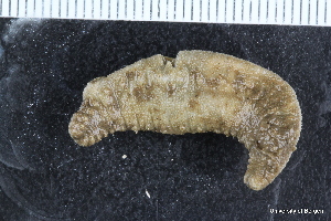  ( - ZMBN_126578)  @11 [ ] CreativeCommons - Attribution Non-Commercial Share-Alike (2019) University of Bergen Natural History Collections