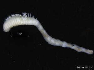  ( - ZMBN_126908)  @11 [ ] CreativeCommons - Attribution Non-Commercial Share-Alike (2019) University of Bergen Natural History Collections