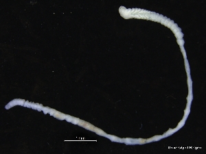  ( - ZMBN_126909)  @11 [ ] CreativeCommons - Attribution Non-Commercial Share-Alike (2019) University of Bergen Natural History Collections