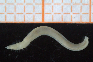  ( - ZMBN_95740)  @13 [ ] CreativeCommons - Attribution Non-Commercial Share-Alike (2014) University of Bergen University of Bergen, Natural History Collections