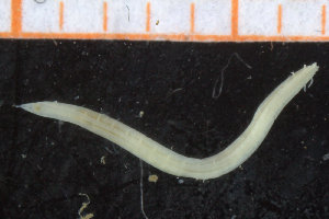  (Ophelina cf. minima - ZMBN_95747)  @11 [ ] CreativeCommons - Attribution Non-Commercial Share-Alike (2014) University of Bergen University of Bergen, Natural History Collections