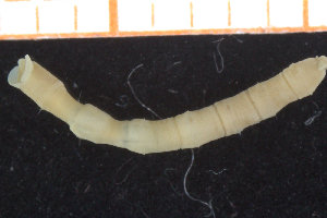  ( - ZMBN_95766)  @11 [ ] CreativeCommons - Attribution Non-Commercial Share-Alike (2014) University of Bergen University of Bergen, Natural History Collections