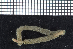  (Praxillella affinis - ZMBN_95898)  @13 [ ] CreativeCommons - Attribution Non-Commercial Share-Alike (2015) University of Bergen University of Bergen, Natural History Collections